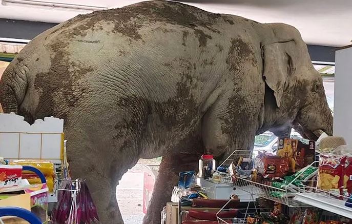 Elefante