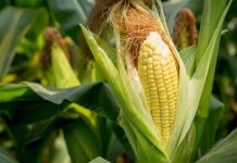 Respaldan senadores Programa ‘El Maíz es la Raíz’