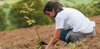 Arranca Jornada Nacional de Reforestación