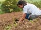 Arranca Jornada Nacional de Reforestación