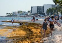 México destina 115 millones para contener sargazo en Caribe