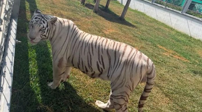 Interpol incauta más de 1,000 animales traficados en AL; tigres de Bengala, leones y jaguares en México